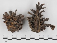 登錄號:F0032752藏品圖，第1張