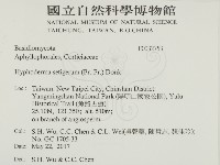 剛毛絲皮菌藏品圖，第2張