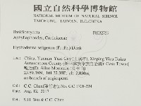 剛毛絲皮菌藏品圖，第2張