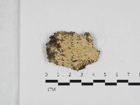 擬筍殼菌屬藏品圖，第1張