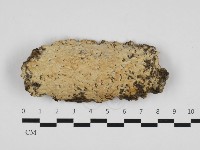 擬筍殼菌屬藏品圖，第1張