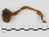 登錄號:F0032769藏品圖，第1張
