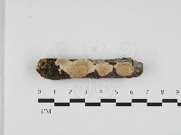 刺皮菌屬藏品圖，第1張