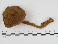 登錄號:F0032777藏品圖，第1張