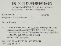 齒耳菌屬藏品圖，第2張