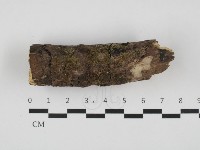 齒耳菌屬藏品圖，第1張