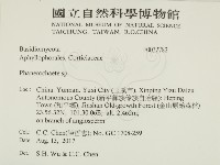 顯絲菌屬藏品圖，第2張