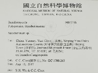 齒耳菌屬藏品圖，第2張