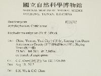 剛毛絲皮菌藏品圖，第2張