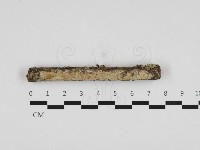 擬筍殼菌屬藏品圖，第1張
