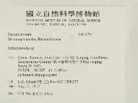 擬筍殼菌屬藏品圖，第2張