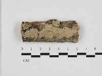 刺皮菌屬藏品圖，第1張