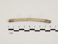 剛毛絲皮菌藏品圖，第1張