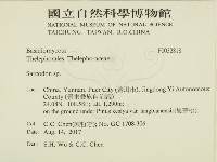 肉齒菌屬藏品圖，第2張