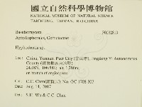 絲齒菌屬藏品圖，第2張