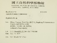 絲齒菌屬藏品圖，第2張