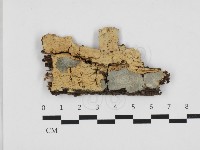 絲齒菌屬藏品圖，第1張