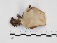 多孔菌屬藏品圖，第3張