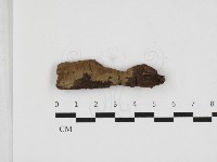 登錄號:F0032824藏品圖，第1張