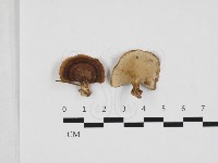 多孔菌屬藏品圖，第1張