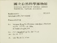 顯絲菌屬藏品圖，第2張