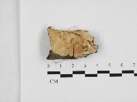 登錄號:F0032837藏品圖，第1張