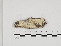 粗糙孢菌屬藏品圖，第1張