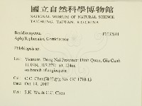 擬射脈菌屬藏品圖，第2張