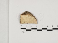 擬射脈菌屬藏品圖，第1張