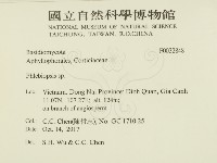 擬射脈菌屬藏品圖，第2張