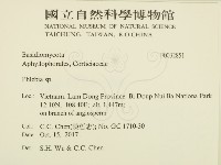 射脈菌屬藏品圖，第2張