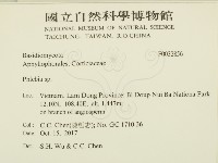 射脈菌屬藏品圖，第2張