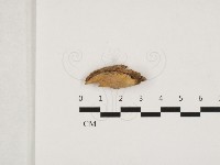 射脈菌屬藏品圖，第1張