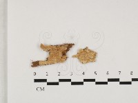 硬孔菌屬藏品圖，第1張