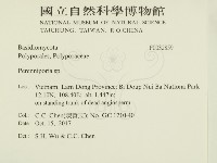多年臥孔菌屬藏品圖，第2張