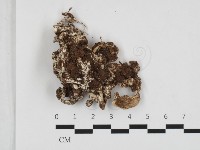 登錄號:F0032860藏品圖，第1張