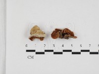 登錄號:F0032862藏品圖，第1張