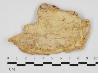 多年臥孔菌屬藏品圖，第1張