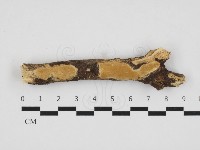 多年臥孔菌屬藏品圖，第1張