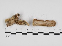 登錄號:F0032879藏品圖，第1張