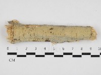 筍殼菌屬藏品圖，第1張