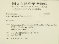 射脈菌屬藏品圖，第2張