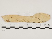 絲齒菌屬藏品圖，第1張