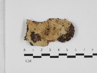 粗糙孢菌屬藏品圖，第1張