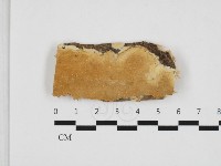 多年臥孔菌屬藏品圖，第1張