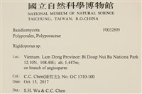 硬孔菌屬藏品圖，第2張
