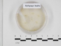 登錄號:F0032901藏品圖，第1張