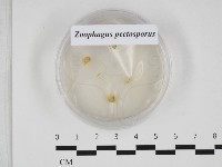 登錄號:F0032902藏品圖，第1張