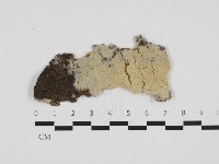 粗糙孢菌屬藏品圖，第1張