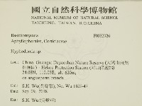 絲齒菌屬藏品圖，第2張